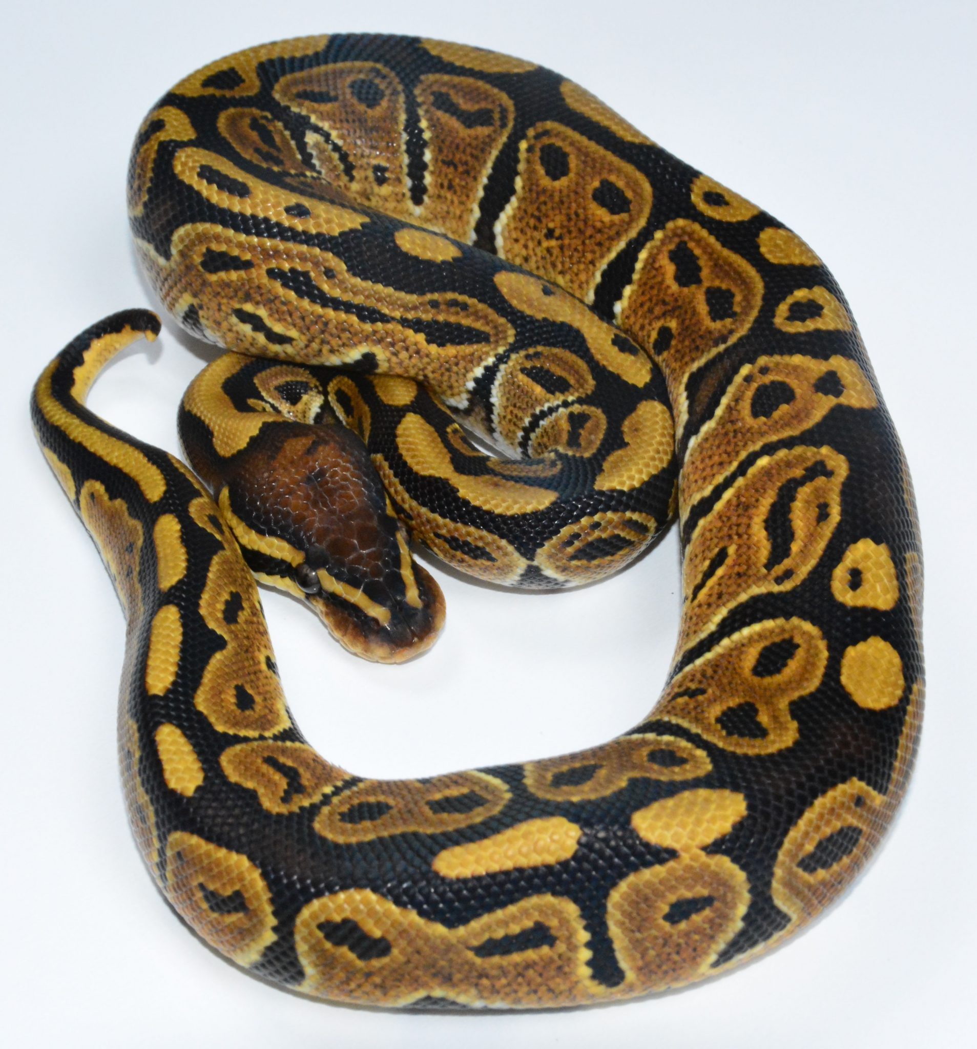 Dreamsicle ball pythons