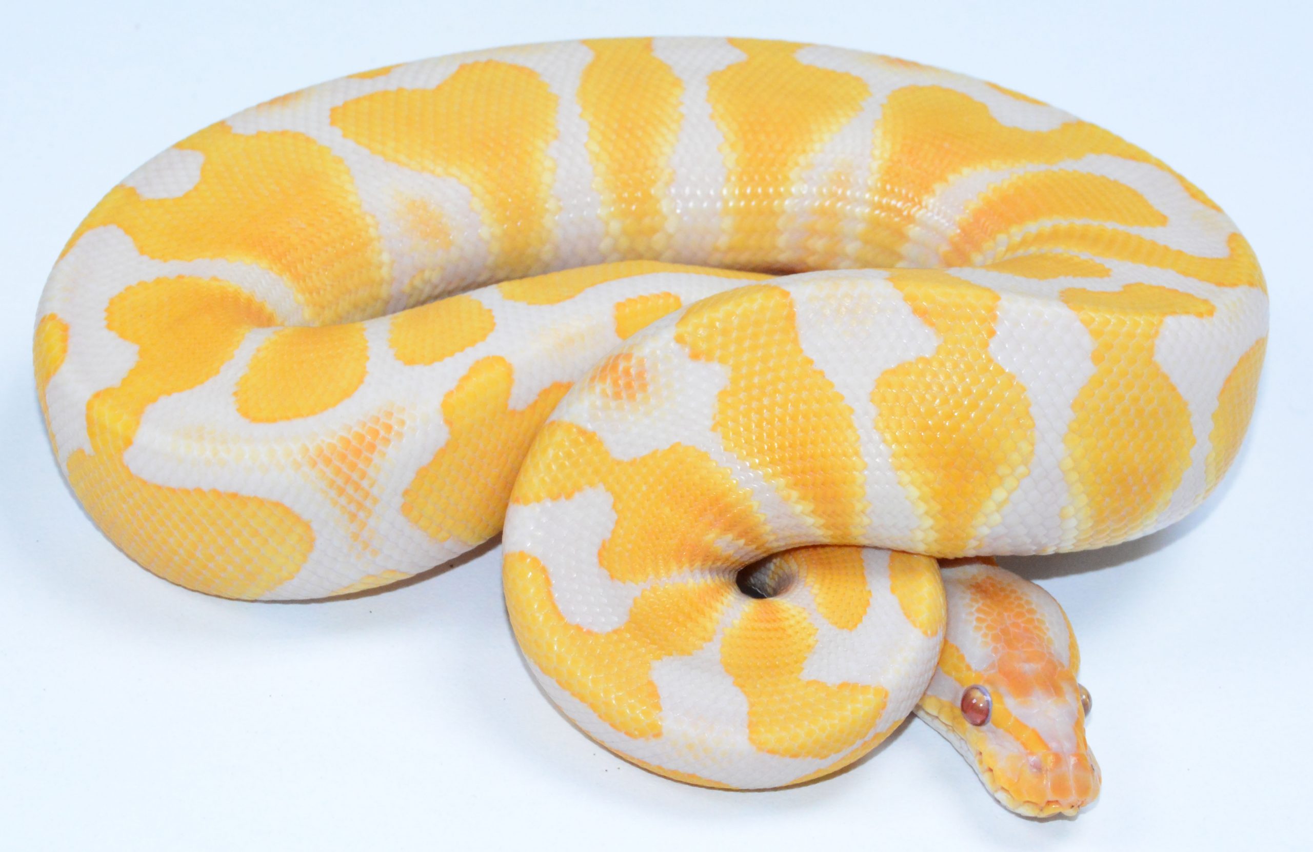 Lavender Het Clown 50% Piebald. – ball pythons