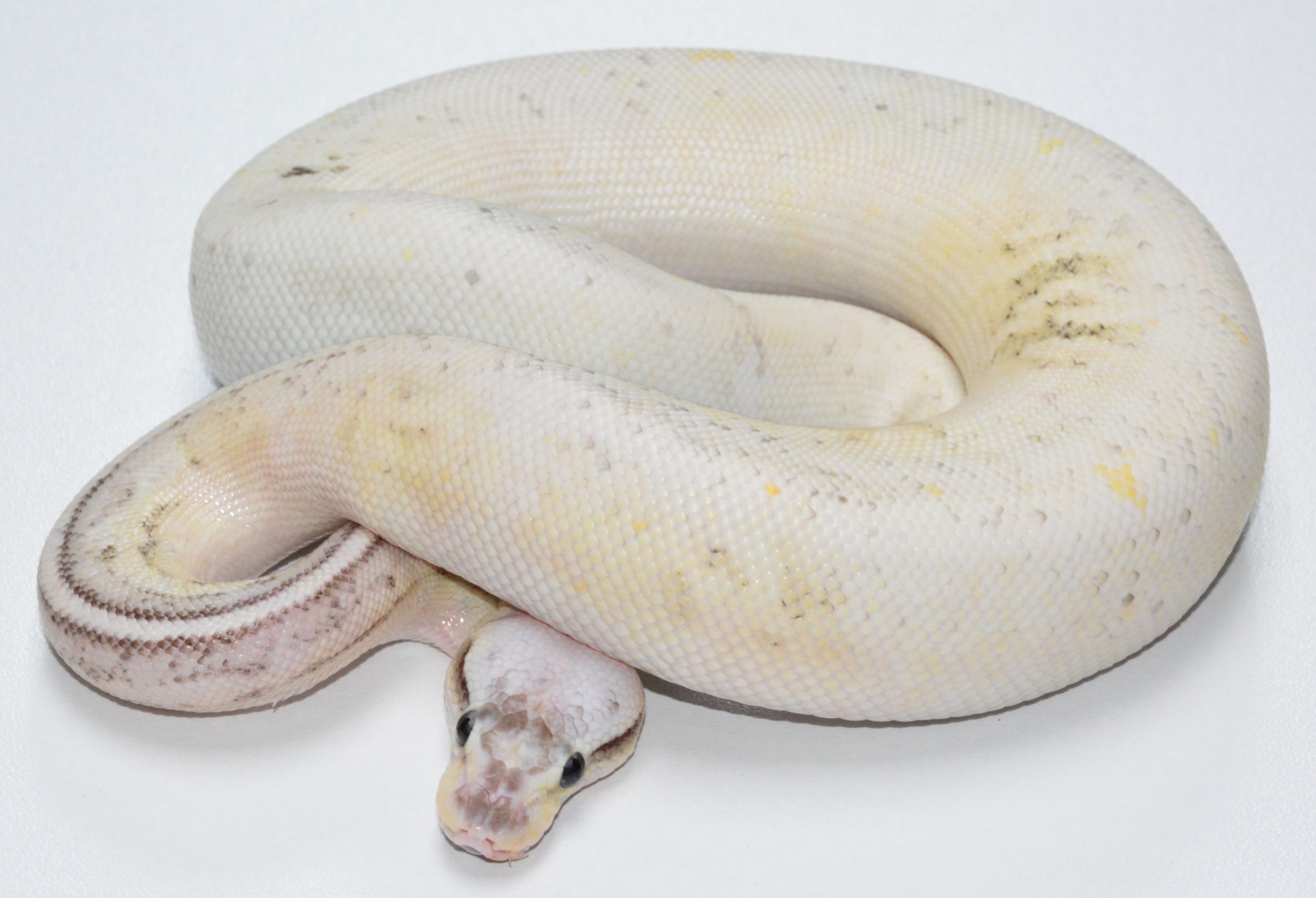 Super Pastel Cinnamon Creed Butter Poss Od Yb. – Ball Pythons