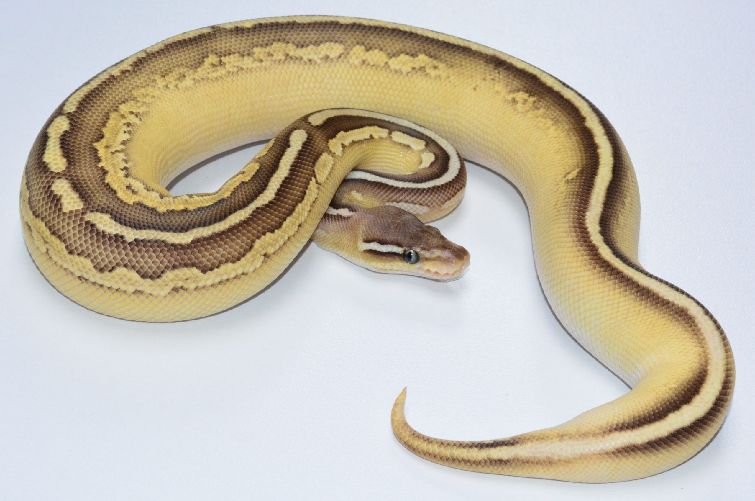 Mahogany Lesser Cinnamon Fire poss YB. – ball pythons