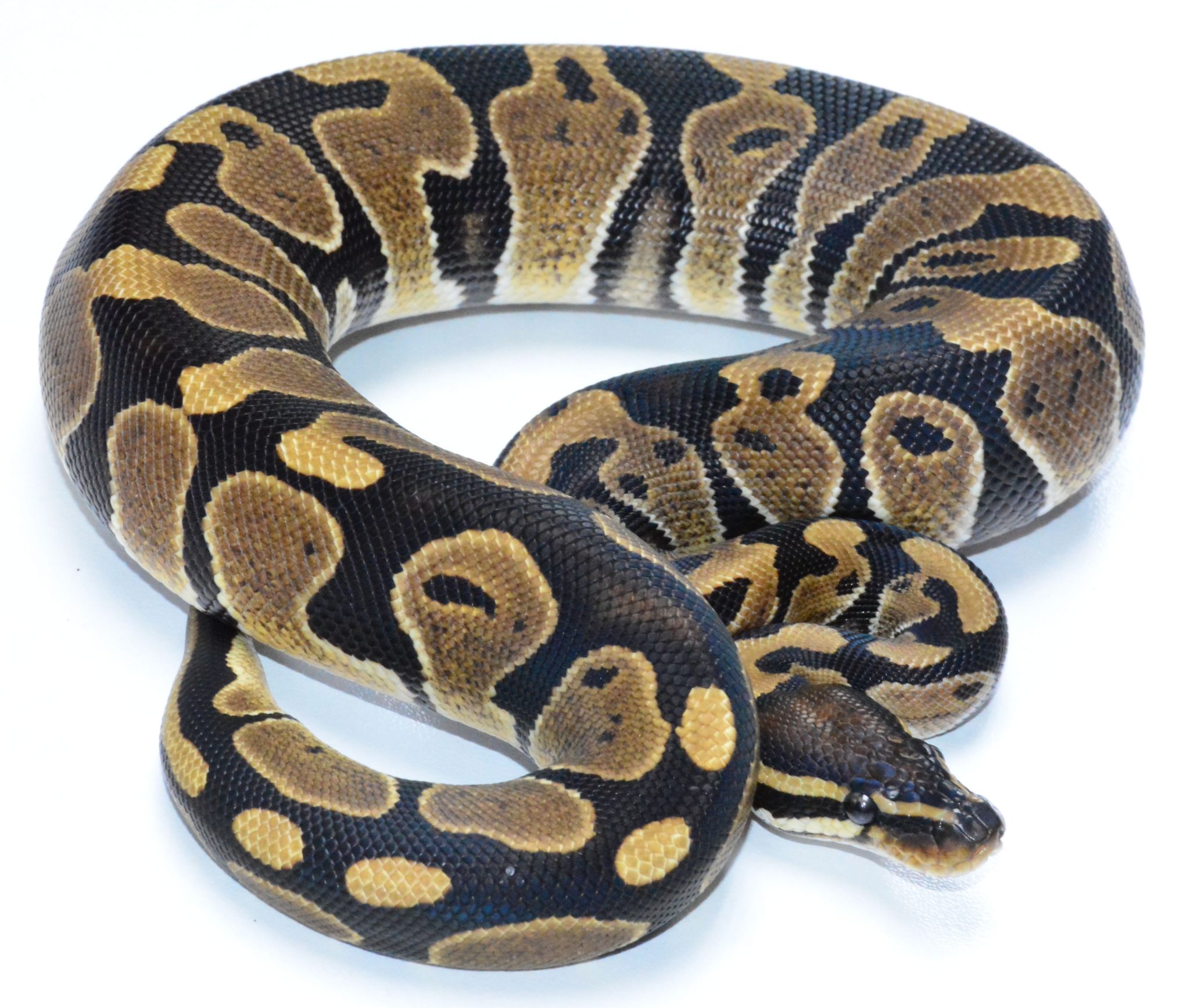 Banana Het Piebald poss Pastel. – ball pythons