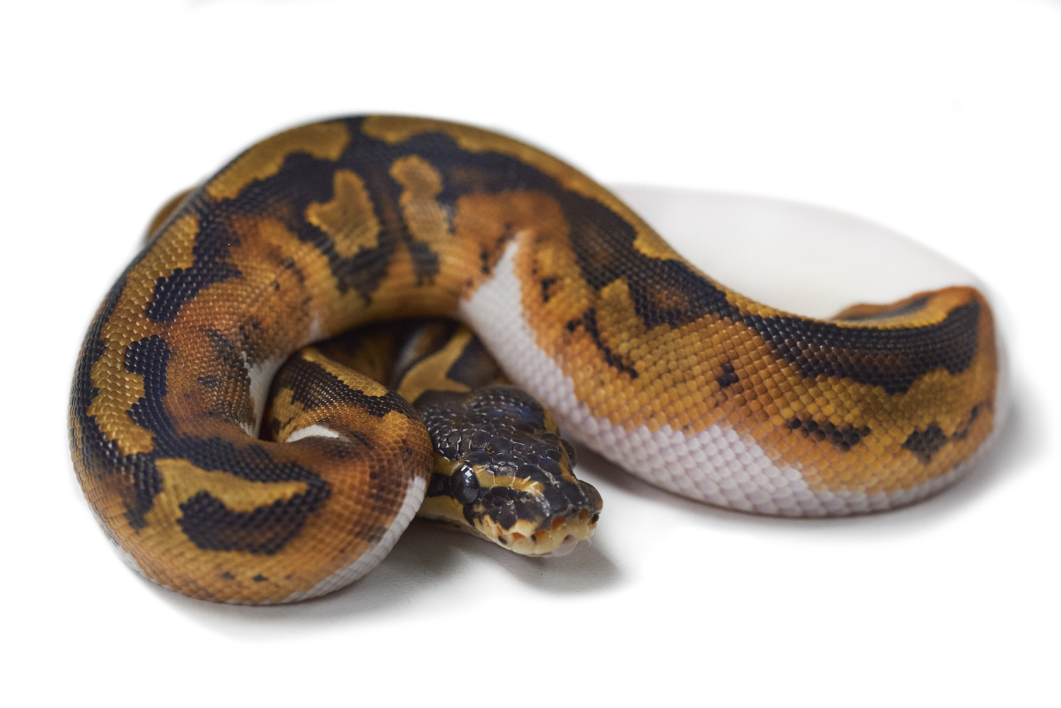 piebald ball python